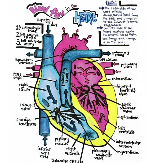 1000+ images about A&P here I come! | Blood types ...