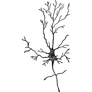 Neuron Clipart - Polyvore