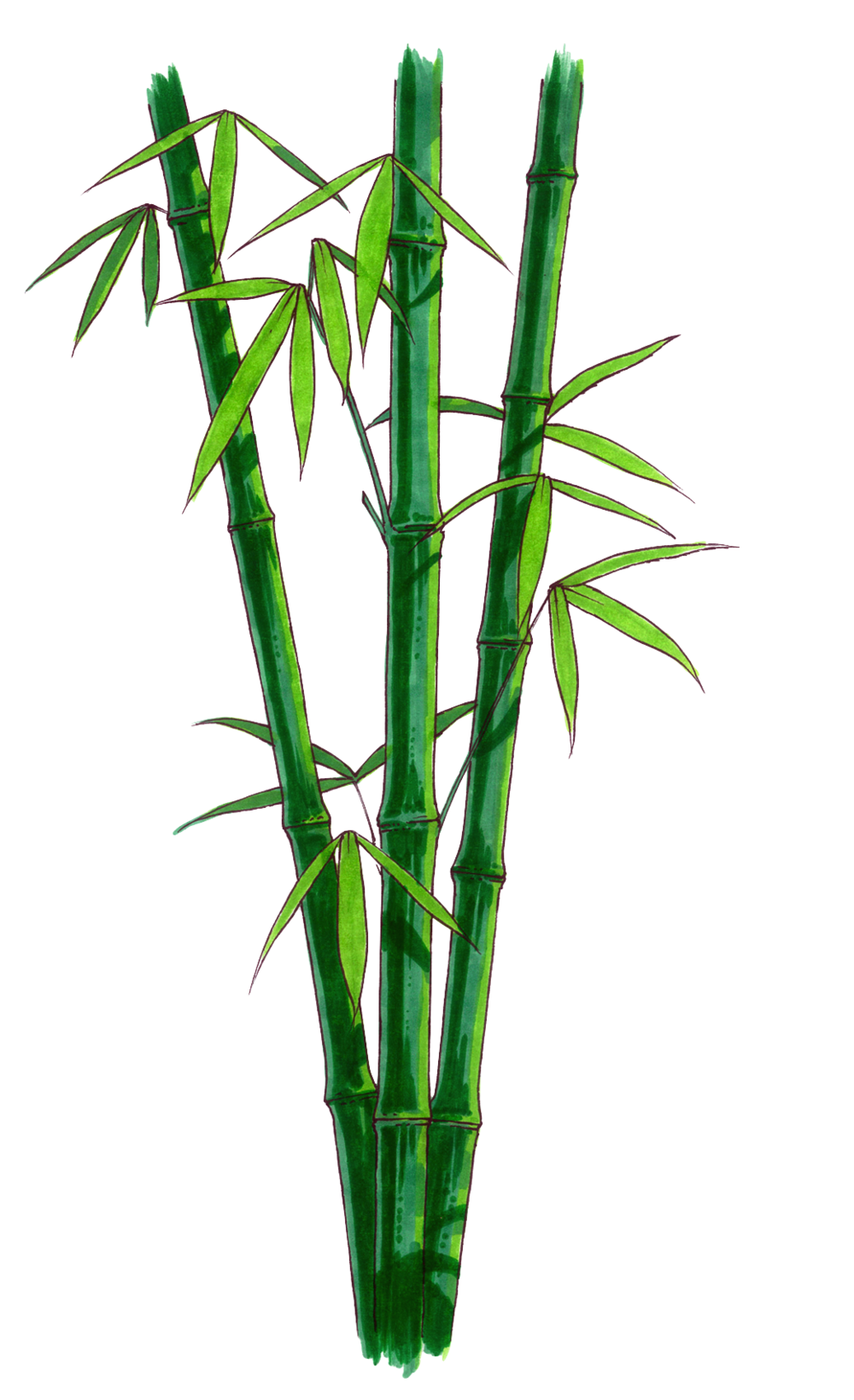 Bamboo Png 64561 | DFILES