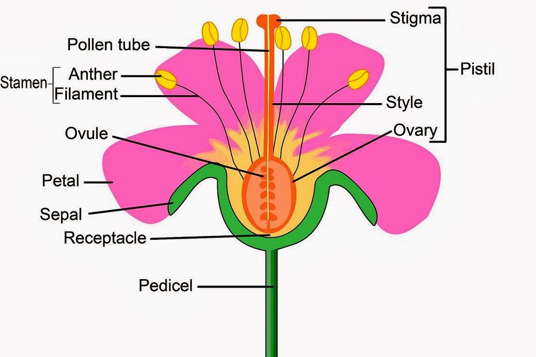 Male Reproductive Organ - Anatomy Chart Body