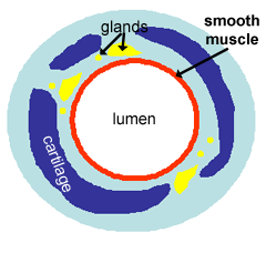 Bacterial Cell Labelled Diagram - ClipArt Best