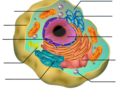 Y11-Biology-SG - The Amazing Cells!