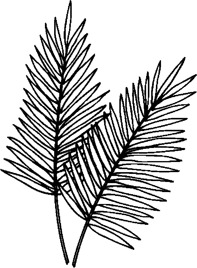 Palm Leaves Coloring Page - Color Book