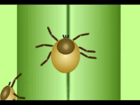 Tick Life Cycle - YouTube