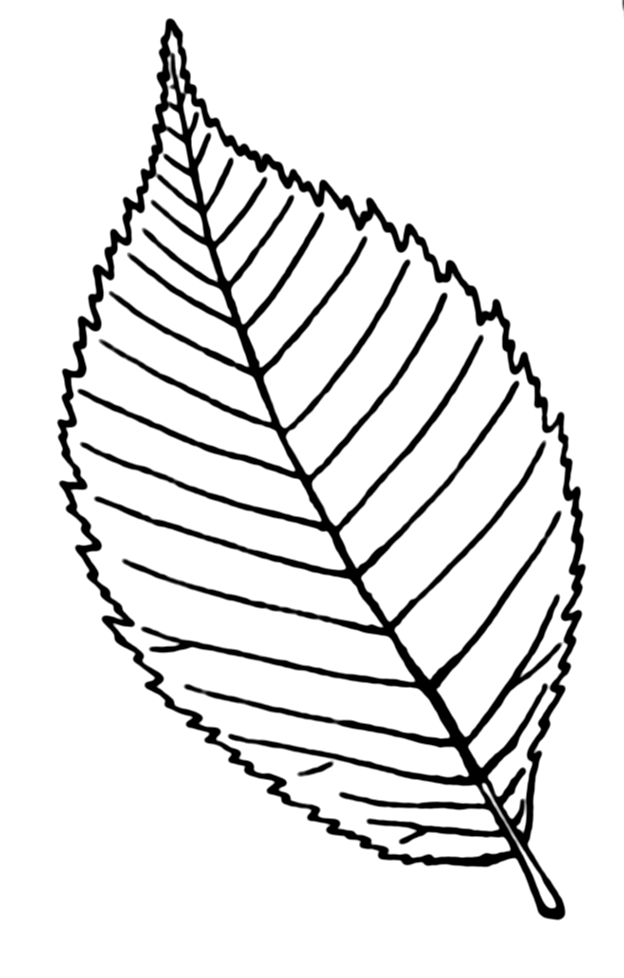 Line Drawings Of Leaves - ClipArt Best