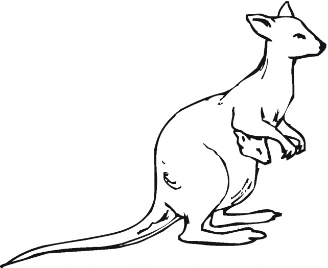 Simple Outline Kangaroo - ClipArt Best