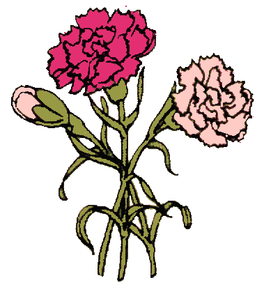 White Carnation Flower Clipart