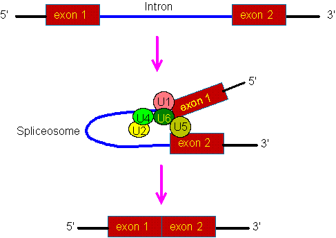 What are the types of RNA in a cell? What are their functions? - Quora