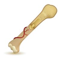 Radius and ulna bones Vector Image - 1866721 | StockUnlimited