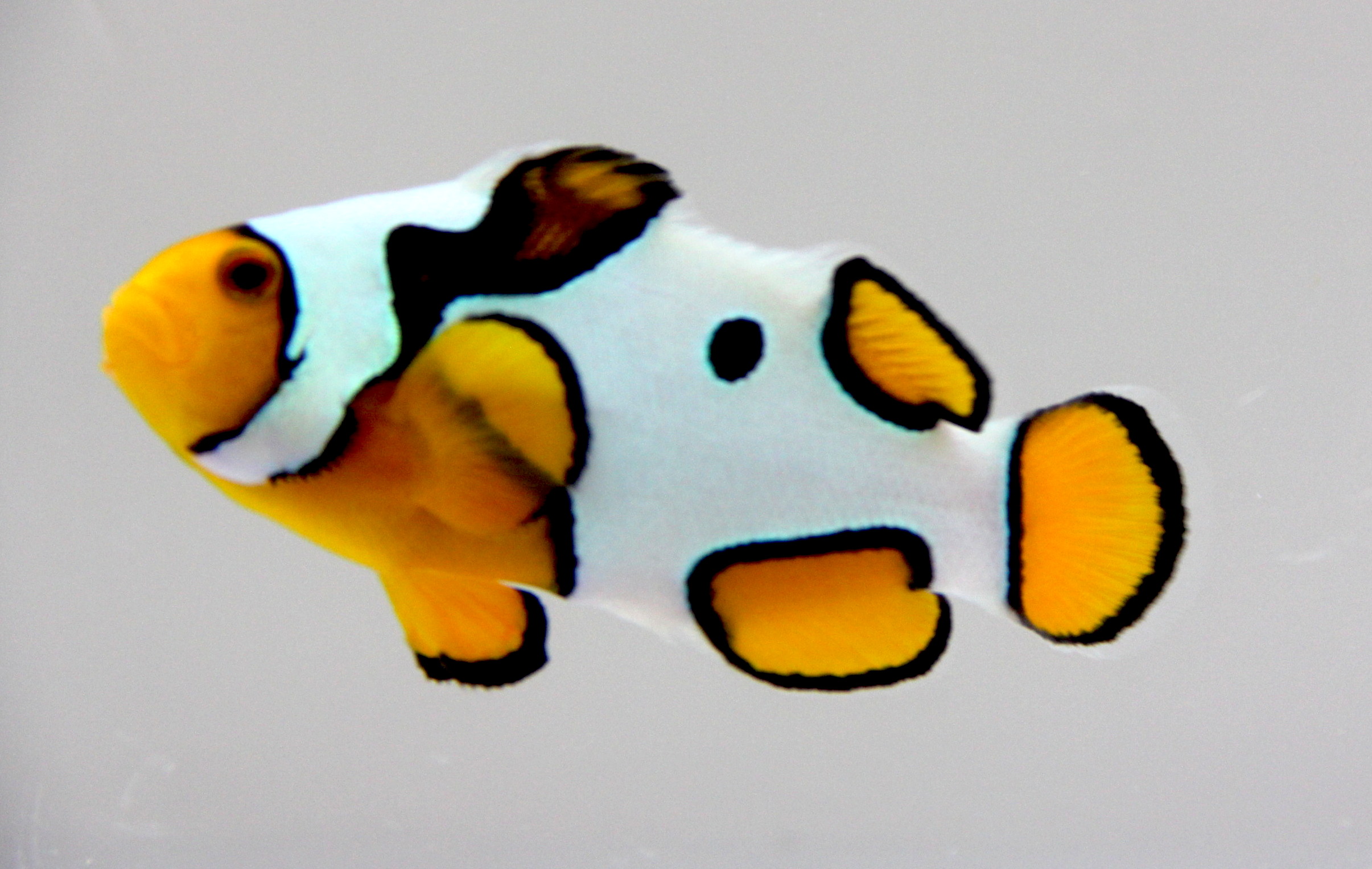 Bali Aquarich Fancy Clownfish