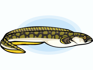 Best Eel Clipart #9796 - Clipartion.com