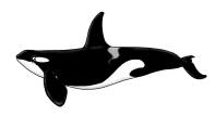 Te Papa's Blog | killer whale