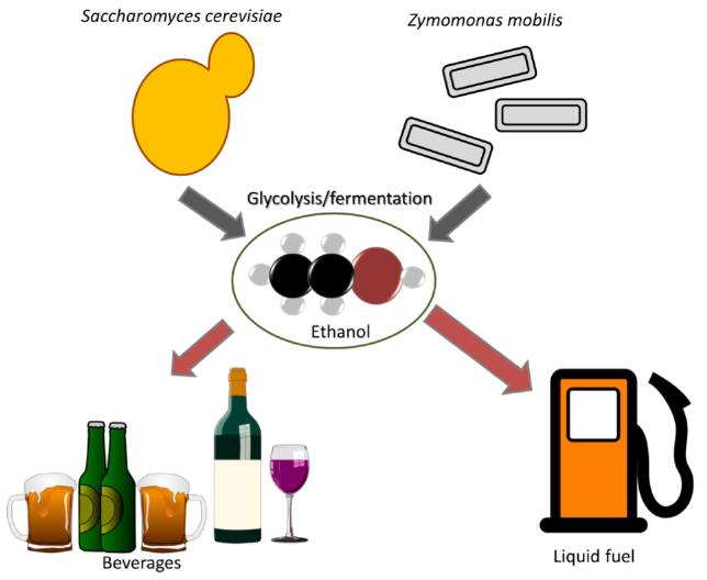 General schematic of ethanol production by the yeast... - Figure 1 ...