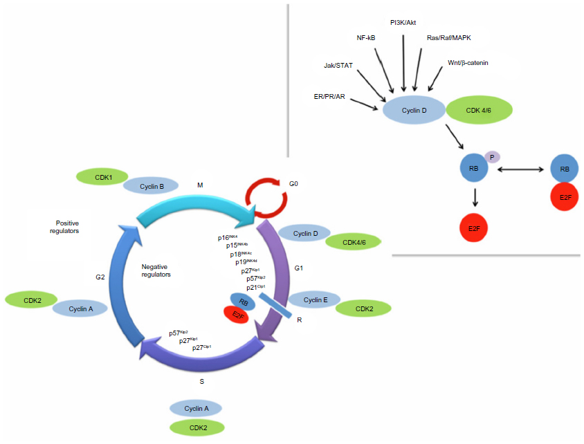 Full text] Palbociclib: an evidence-based review of its potential ...