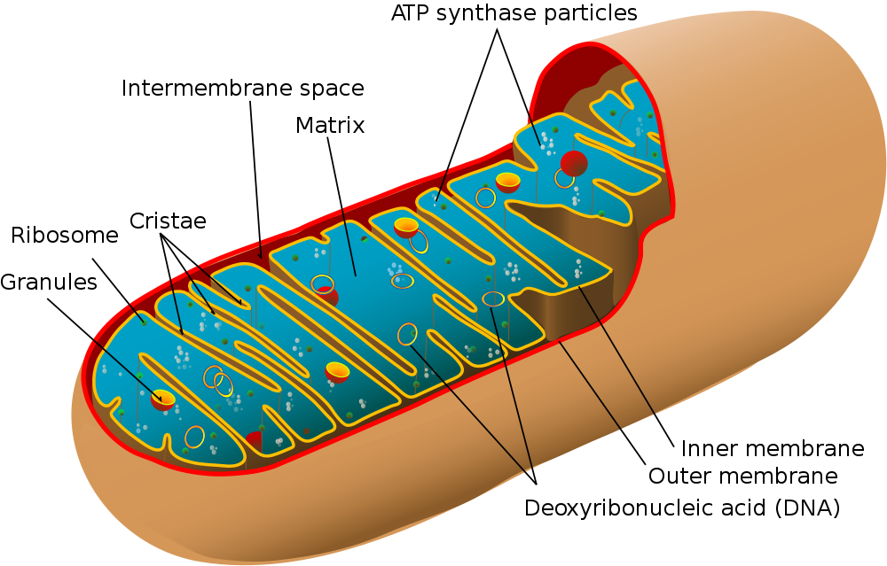 Cell Structure