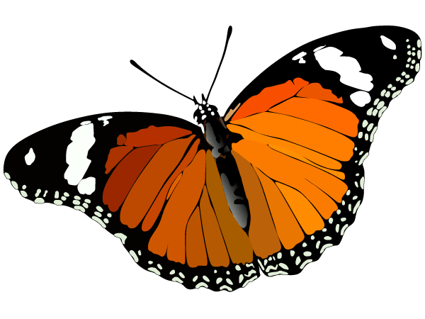 Butterfly Vector Image | 123Freevectors