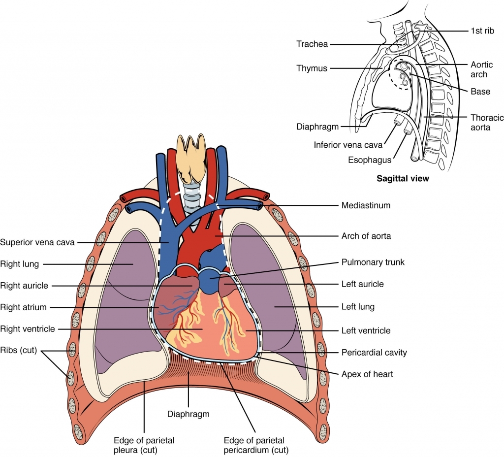 Chest Cavity Diagram & Chest Cavity Diagram & Anatomy Of The Human ...