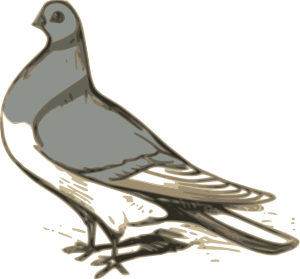 Pigeon clip art - vector clip art online, royalty free & public domain