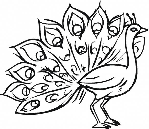 Peacock Drawing | Free Download Clip Art | Free Clip Art | on ...