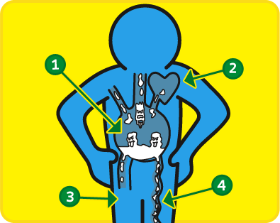 abbatotjunc: heart diagram for kids