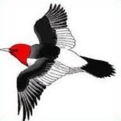 Free Woodpecker Clipart