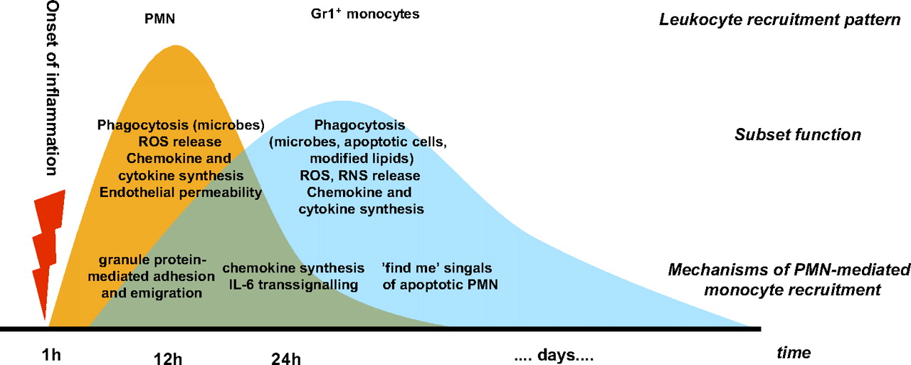 Mechanisms underlying neutrophil-mediated monocyte recruitment ...