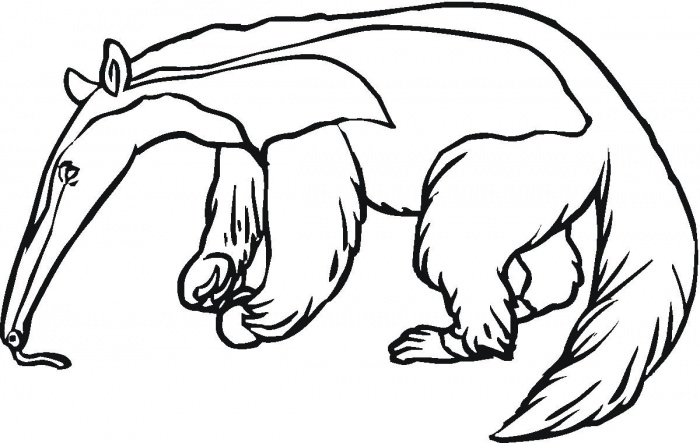 Anteater clipart