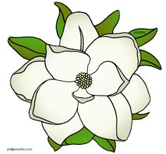 Shape, Clip art and Magnolia flower