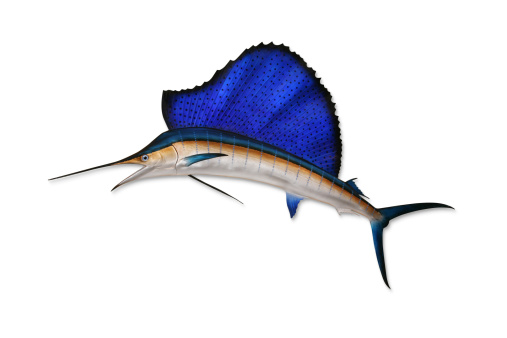 Sailfish Pictures, Images and Stock Photos