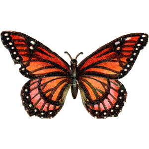 Antique Butterfly Clipart - ClipArt Best
