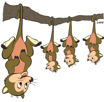 Possum Clipart - Free Clipart Images