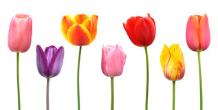 Clipart of tulips