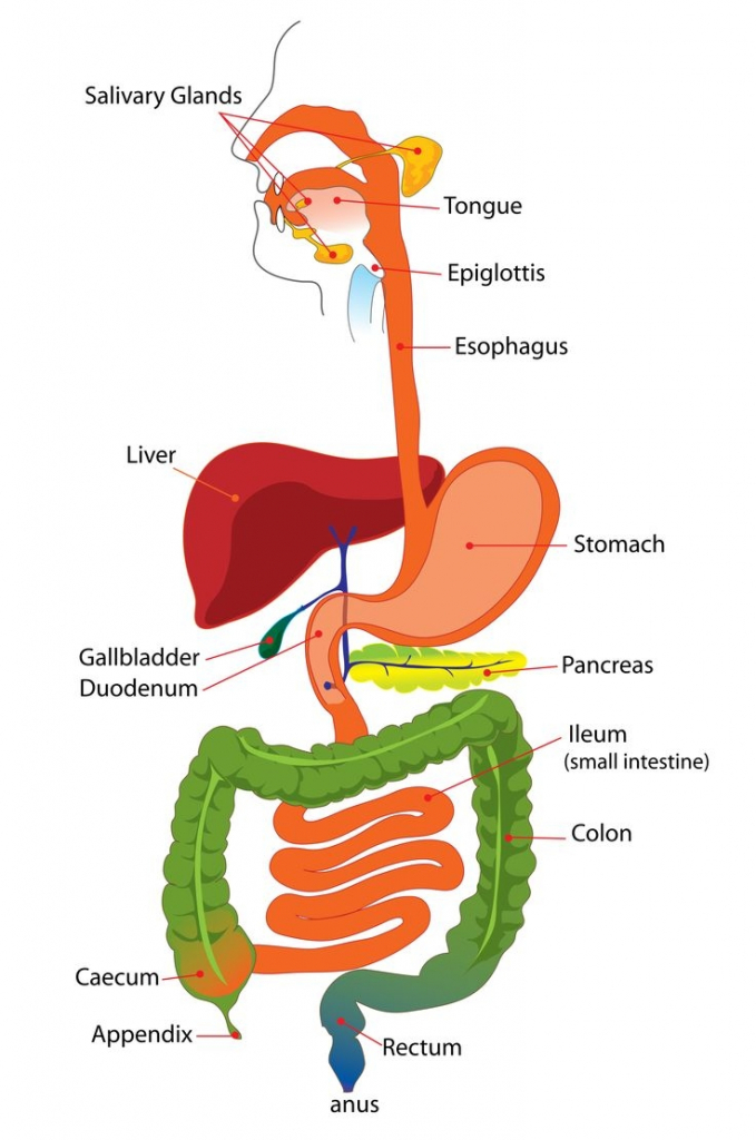 Digestive System Unlabeled - Human Body Diagram