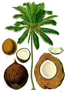 Kelapa - Wikipedia bahasa Indonesia, ensiklopedia bebas