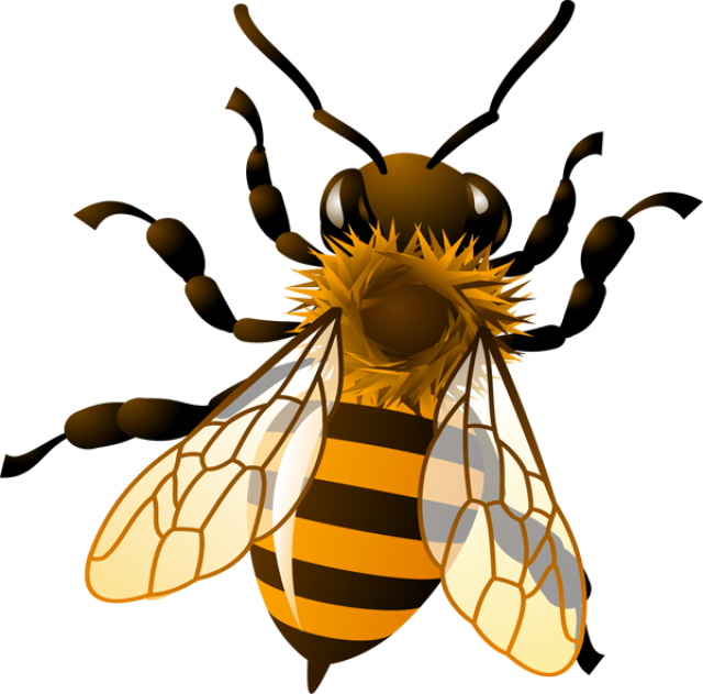 Honey Bee Clipart