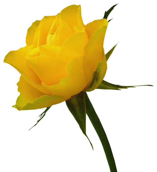 Yellow Rose Clipart | Free Download Clip Art | Free Clip Art | on ...