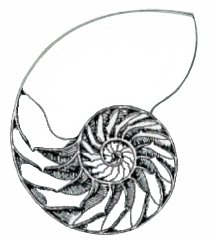 Sacred Geometry of the Nautilus Shell