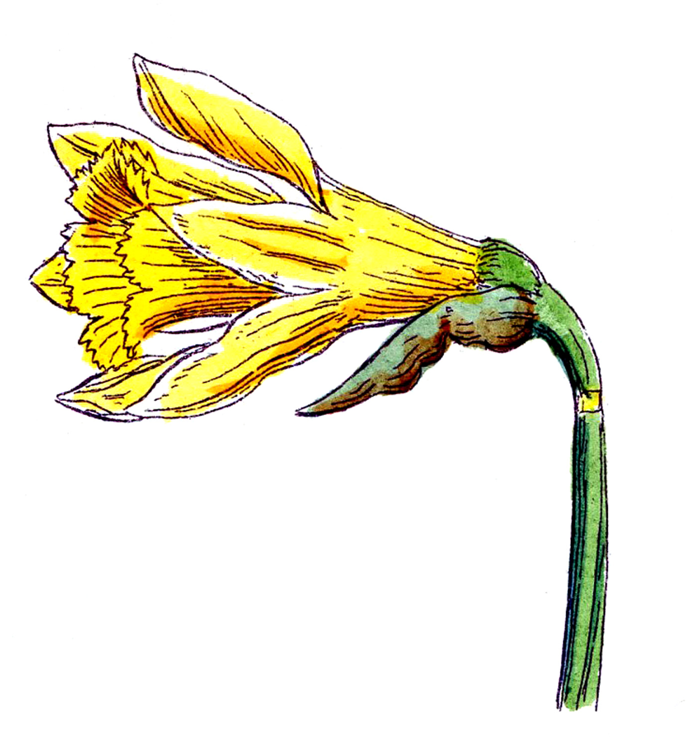Spring Flowers Clip Art (id: 42103) | WallPho.