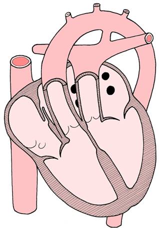 cardiovascular system