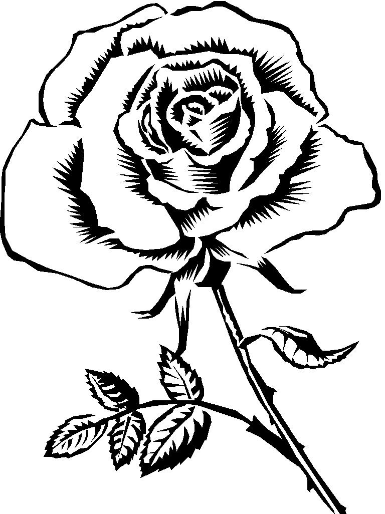 Line Drawing Of Rose