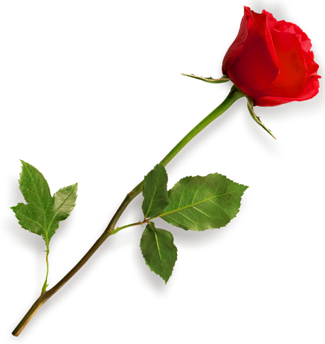 Single Red Rose Png - ClipArt Best