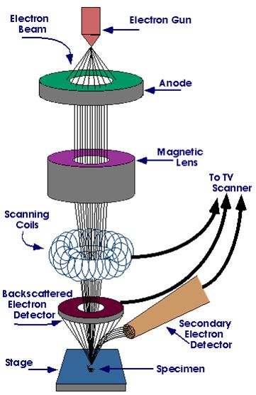 Microscope Diagram Labeled Parts - ClipArt Best