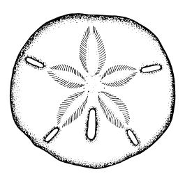 Dollar Tattoo | Sand Dollar Tattoo ...