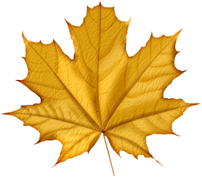 Autumn leaves PNG images, free PNG yellow leaves pictures