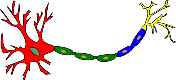 Neuron Art   Livelightbeing Clipart - Free to use Clip Art Resource