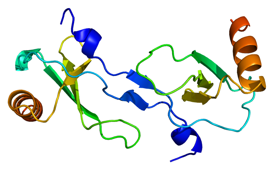 Protein_CCL2_PDB_1dok.png