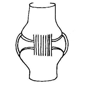 Soma (biology) - New World Encyclopedia