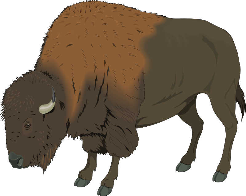 Bison Clipart - ClipArt Best