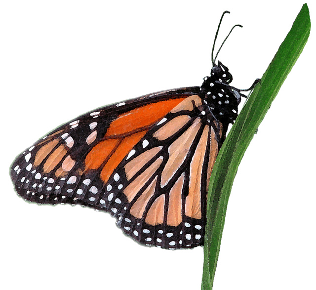 Clipart of monarch butterfly