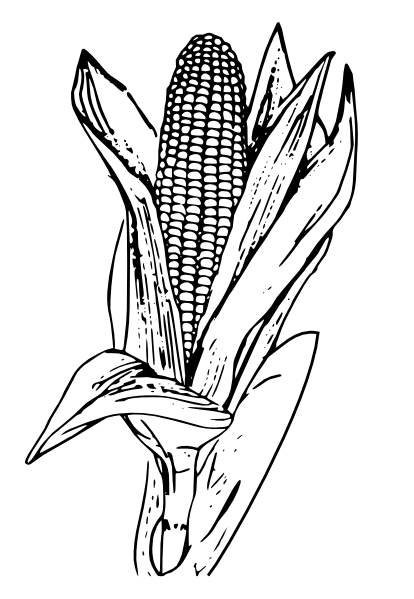 Corn plant growing clipart clipart kid - Cliparting.com